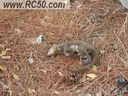 Filename=PICU1134.JPG
Filesize=821KiB
Dimensions=2560x1920
Date added=Feb 11, 2024 PICU1134.JPG
